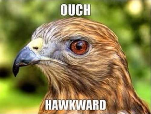 animal puns: hawk pun