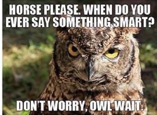 animal puns: owl pun