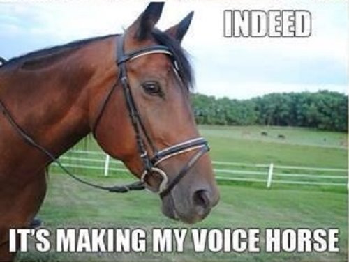 animal puns: horse pun