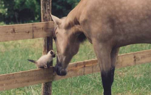 photo of animal friendship