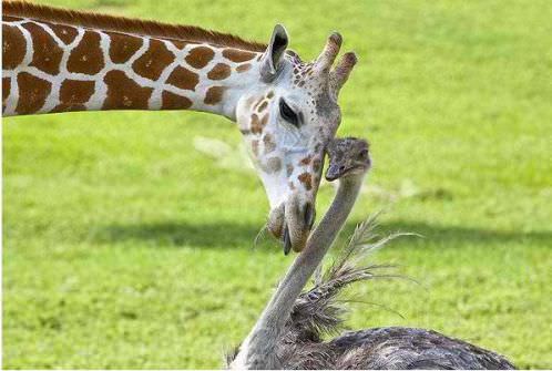 photo of animal friendship