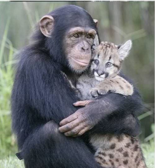 photo of animal friendship