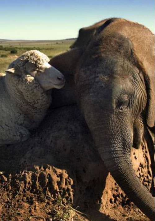 photo of animal friendship