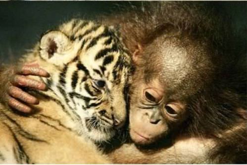 photo of animal friendship