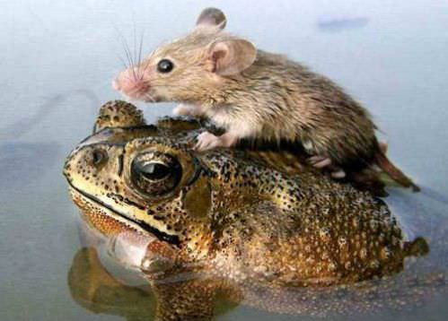 photo of animal friendship