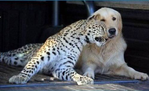 photo of animal friendship