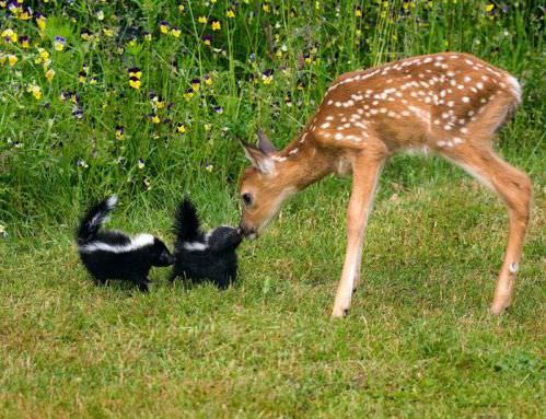 photo of animal friendship