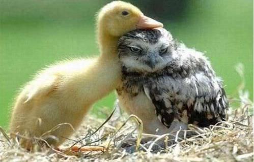 photo of animal friendship