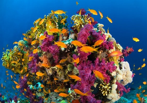 photo of Coral reef