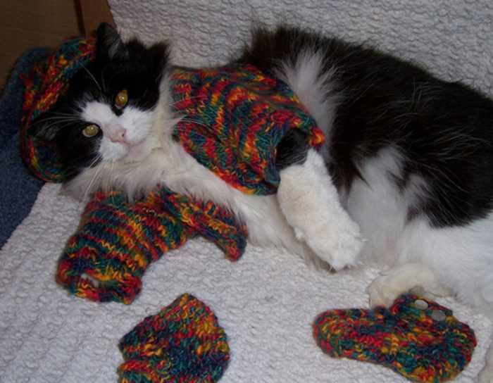 cats in sweaters