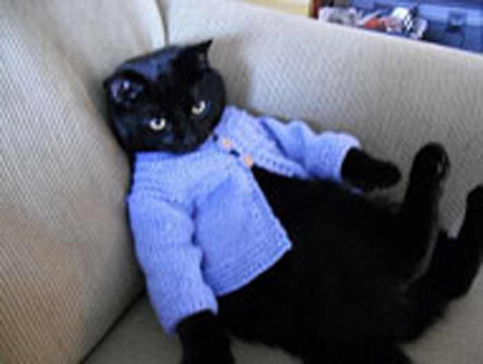 cats in sweaters