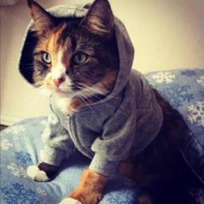 Cats in Sweaters Are So Cute