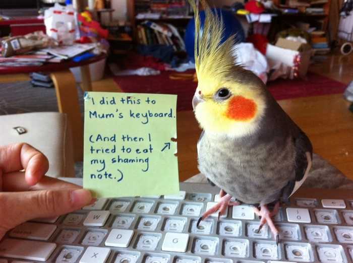 Bird Shaming