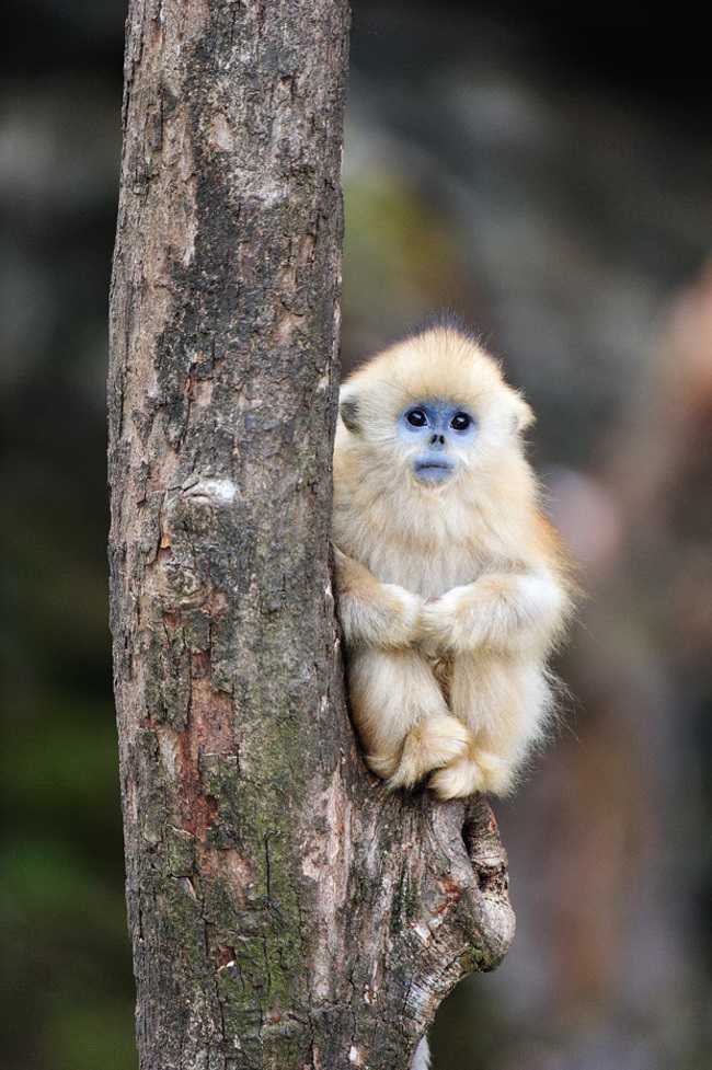 Adorable Monkey Babies