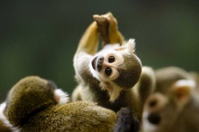 Adorable Monkey Babies