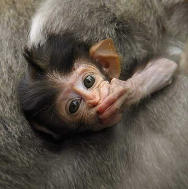 Adorable Monkey Babies