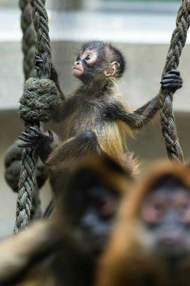 Adorable Monkey Babies