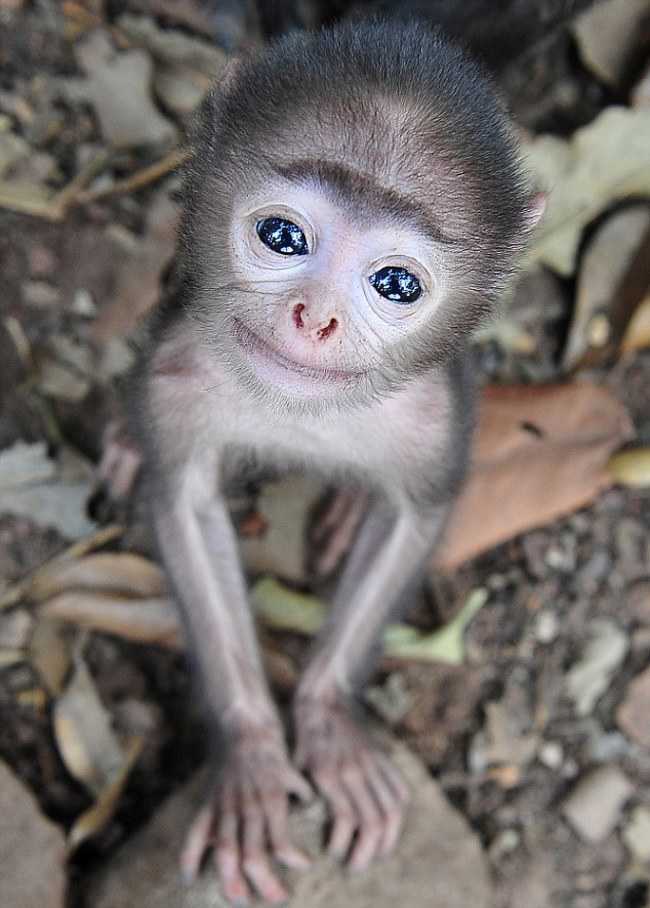 Adorable Monkey Babies