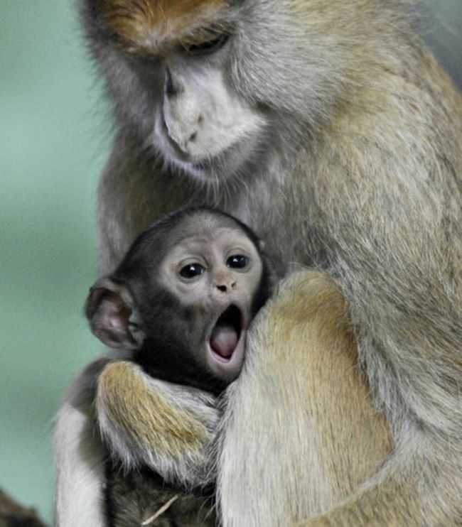 Adorable Monkey Babies