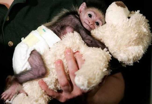 Adorable Monkey Babies