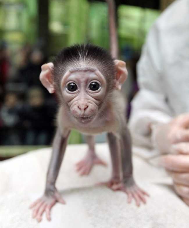 Adorable Monkey Babies You'll Fall In Love With | Nature - BabaMail