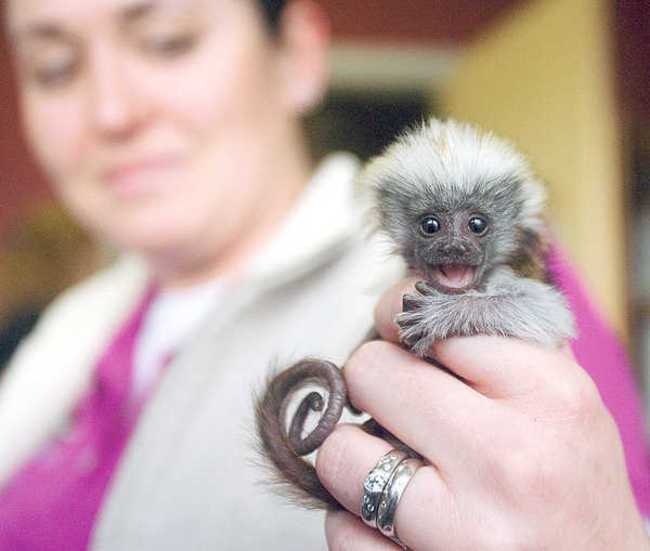 Adorable Monkey Babies