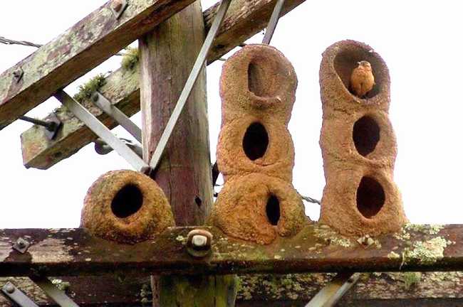 13 Amazing Animal Architects and Their Homes