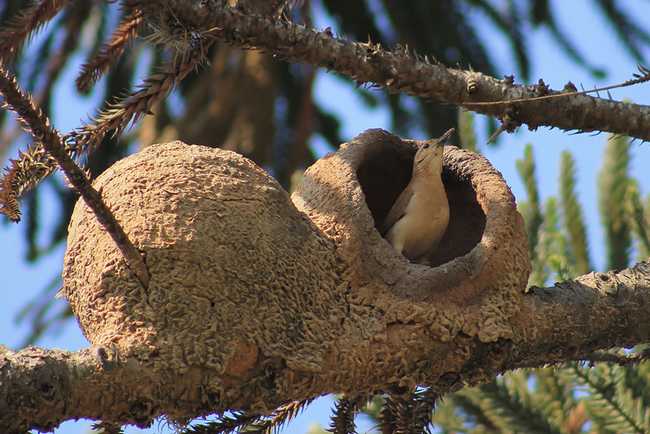 13 Amazing Animal Architects and Their Homes