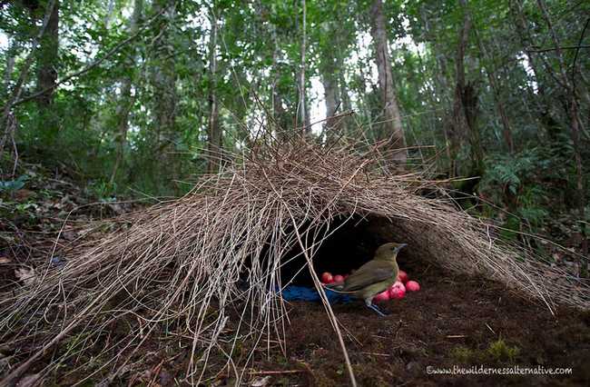 13 Amazing Animal Architects and Their Homes