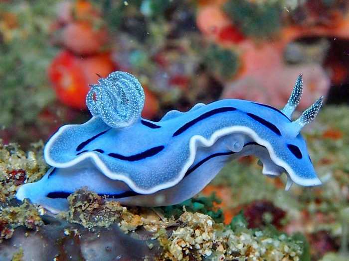 Insanely Colorful Animals