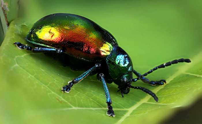 Insanely Colorful Animals