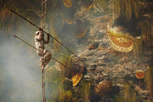 The Fascinating Honey Hunters of Nepal