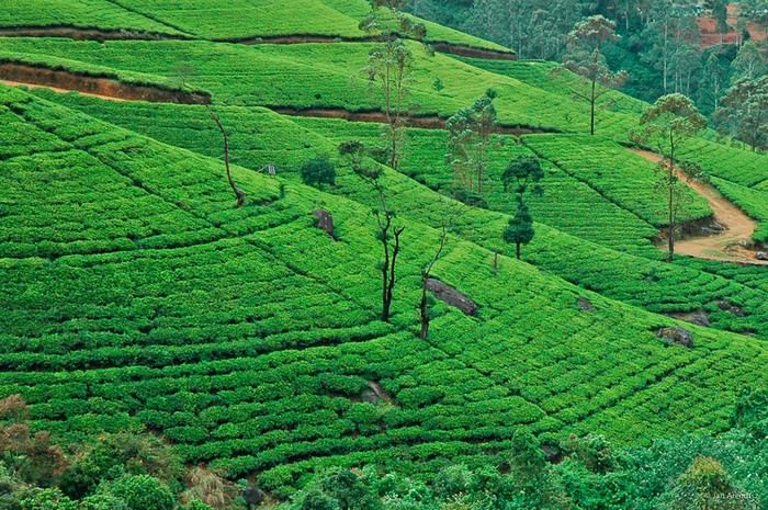 Have You Ever Wondered Where Your Tea Comes From?