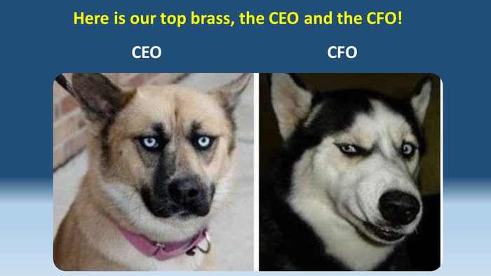 business dogs