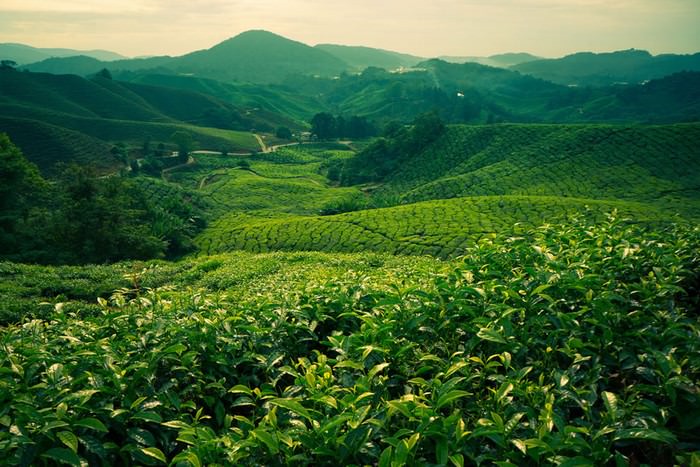 Have You Ever Wondered Where Your Tea Comes From?