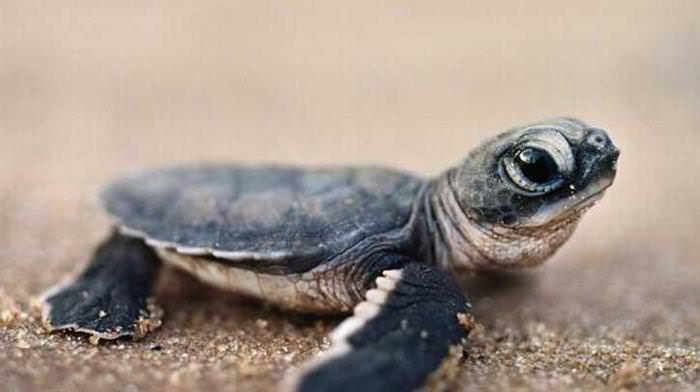 Cute Underwater Creatures tiny turtle