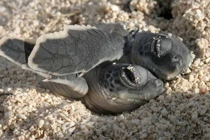 Cute Underwater Creatures turtle hatchlings