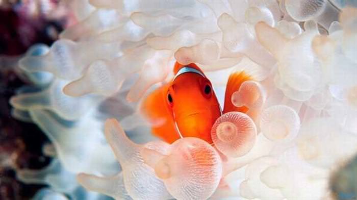 Cute Underwater Creatures clownfish