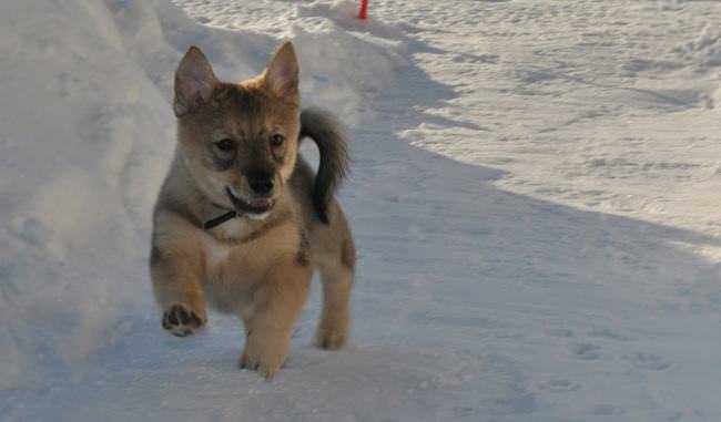 20 Unique Breeds of Canine: Swedish Vallhund