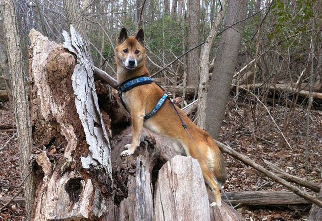 20 Unique Breeds of Canine: New Guinea Singing Dog