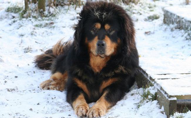 20 Unique Breeds of Canine: tibetan mastiff in the snow