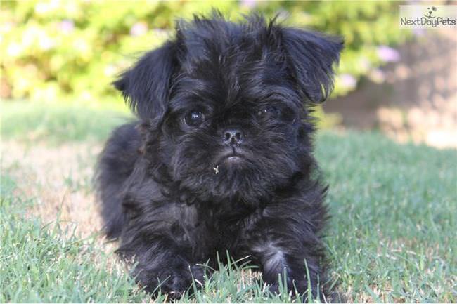 20 Unique Breeds of Canine: Brussels Griffon