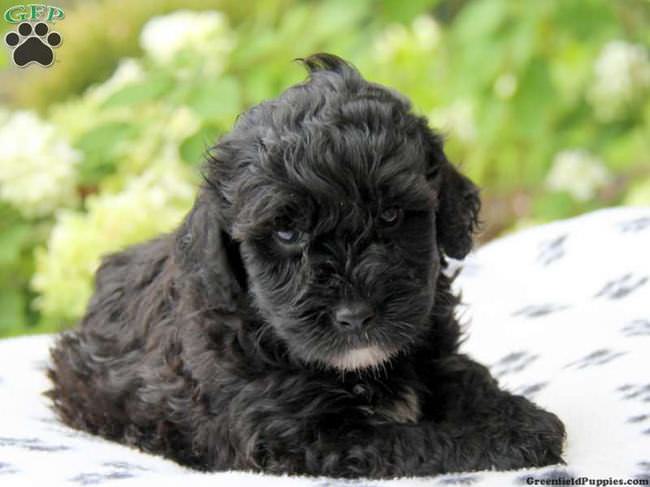 20 Unique Breeds of Canine: portuguese water puppy