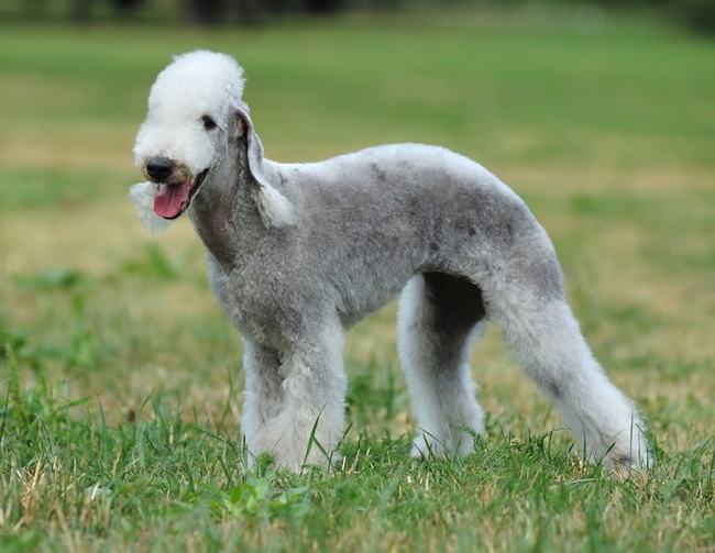 20 Unique Breeds of Canine: Bedlington Terrier
