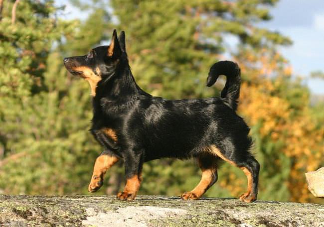 20 Unique Breeds of Canine: Lancashire Heeler