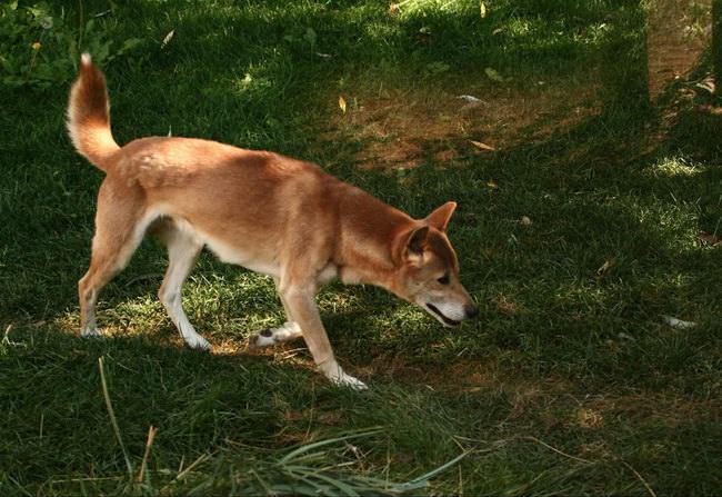 20 Unique Breeds of Canine: New Guinea Singing Dog in the grass