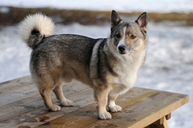 20 Unique Breeds of Canine: Swedish Vallhund