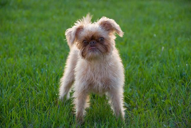 20 Unique Breeds of Canine: Brussels Griffon