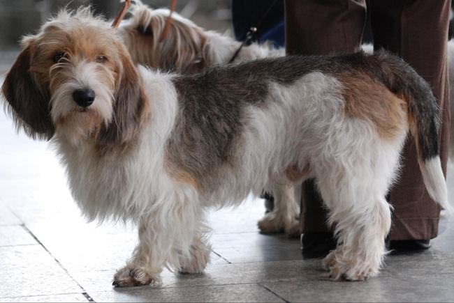 20 Unique Breeds of Canine: Grand Basset Griffon Vendéen