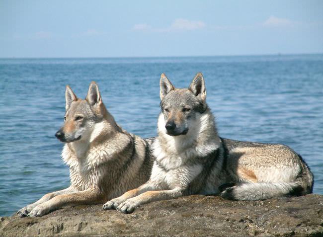 20 Unique Breeds of Canine: Czechoslovakian Vlcak at the sea